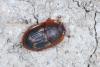 Amphotis marginata